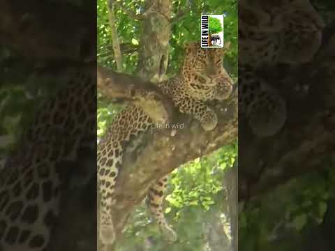 Leopard climbing tree and sitting #forest #sortvideo #karnataka #new#wildlife#leopard#leopardattack