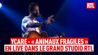 Ycare - Animaux fragiles (Live) Le Grand Studio RTL