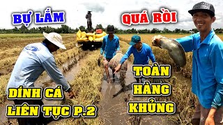 Nôm Toàn Cá Khủng, Săn Bắt Cá Bắt Chuột Theo Máy Cắt Dính Cá Liên Tục P.2/Catch The Fish/NGÃ NĂM TV