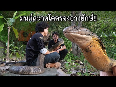 มนต์สะกดโคตรจงอางยักษ์!! อสรพิษวิทยา EP.294