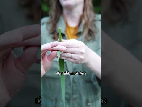 การละเล่นอะไรไม่รู้ Plant Rocket