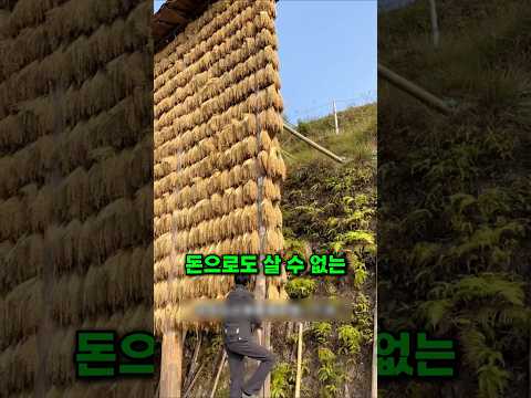 30일 동안 말리고도, 절대 팔지 않는 쌀의 정체