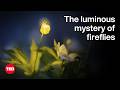 Fireflies and Their Ecosystem