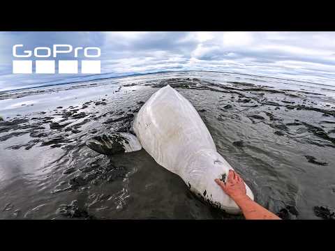Rescuing a Beluga Whale | GoPro Awards
