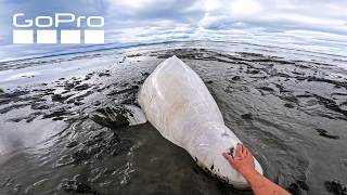 Rescuing a Beluga Whale | GoPro Awards