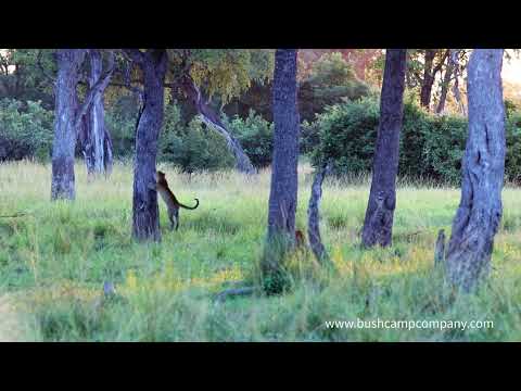 Valley of the Leopard(s) . . .