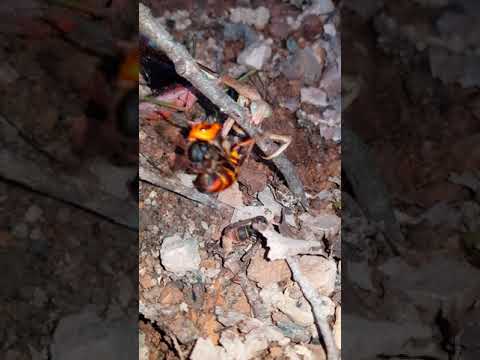 장수말벌과 왕사마귀 オオスズメバチ vs オオカマキリ Praying Mantis vs Asian Giant Hornet