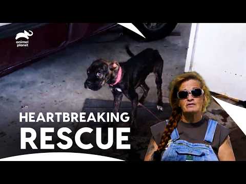 Dog Abuse Situation - A Puppy, Tied up & Crying for Help | Pit Bulls & Parolees | Animal Planet