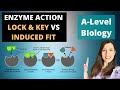Exploring Enzyme Action: Lock and Key vs. Induced Fit