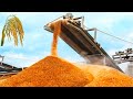 Rice Cultivation and Technology