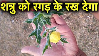 सावन माह में चूकना मत अगर दुश्मन परेशान करे तो शत्रु मुक्ति में रामबाण, sawan month
