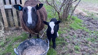 What’s Happening on the Homestead?