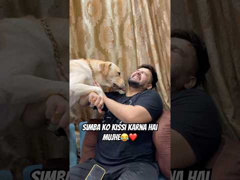 Only Pet Parents Understand this🤣❤️ #labrador #ytshorts #funny #pets #minivlog