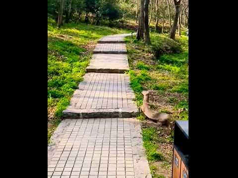 The deer is jumping.