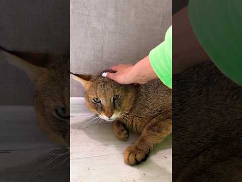 Мама нарушила границы камышового кота Босса 🙀