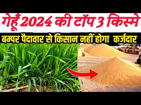 गेहूं की 2024 की टॉप 3 किस्मे किसान होगा कर्ज मुक्त । मिलेगा बम्पर उत्पादन।