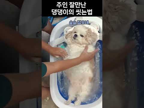 주인 잘만난 댕댕이의 씻는법