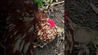 #homesteading #suburbia  #spring. A brilliant hen and a handsome rooster. Flowers, plants and seeds.