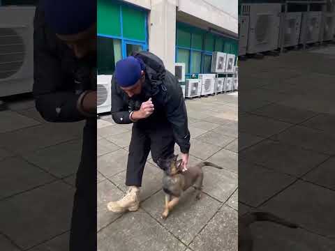 #dogs #dogshorts #dogs training #gsd