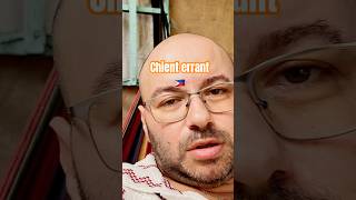 Attention aux CHIENS ERRANTS aux Philippines 🐕🇵🇭