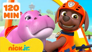 Paw Patrol | Rescates Acuáticos de Animales y Aventuras de Zuma en PAW Patrol | Nick Jr. en Español