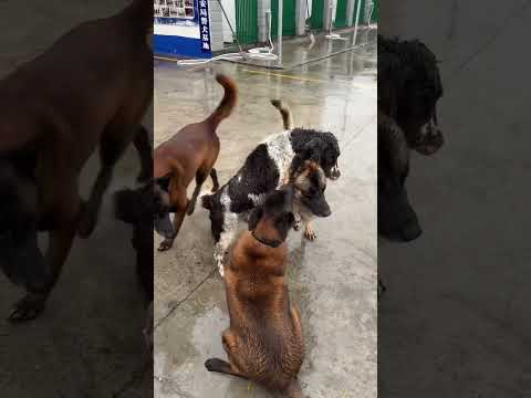 A Mother Dog Defends Her Puppy