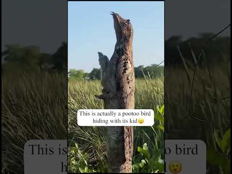 Masters of Disguise: The Common Potoo Bird