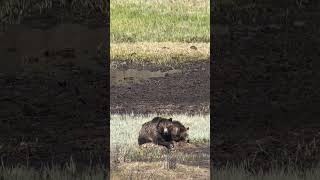 Grizzly Bears Yellowstone National Park May 2024