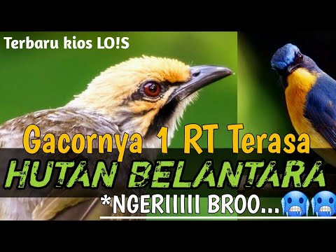 SADIS BRO ! VOL ++ GACORNYA TEMBUS SATU RT UD TERASA HUTAN BELANTARA