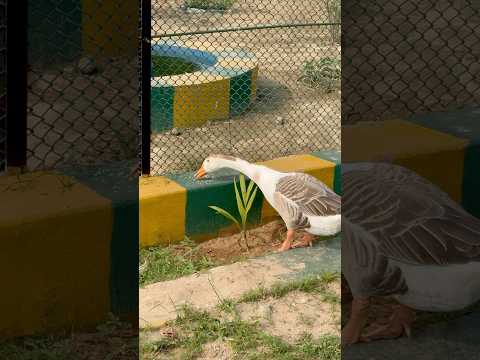 Duck 🦆 ko khana khilaya #shorts #trending #ytshorts #viralshorts