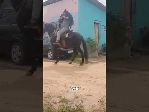 Perro montando caballo 🏇