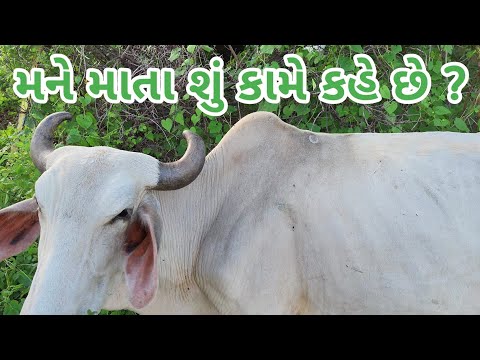 ગાયને માતા શું કામે કહેવામાં આવે છે ??? | જાણો ગાય માતાનો અદ્ભુત ઇતિહાસ આ Viral વિડિયોમાં