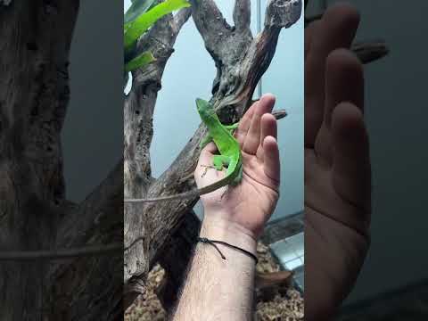 How I breed my giant Jamaican anoles! #HerpTime #terrarium #reptile #lizard #asmr #shorts