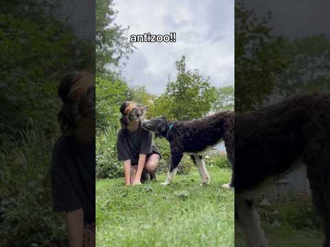“Your pets must hate you😡” nope💗🐾 #therian #antizoo #shorts #quadrobics #quads #therianthropy