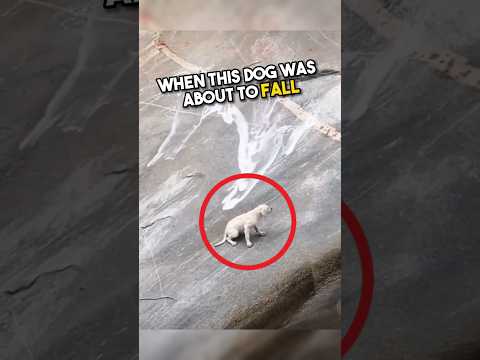 This dog was about to fall, but then, this happened?โค๏ธ