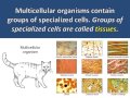 Understanding Organ Systems and Cells