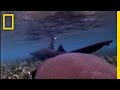 Shark Behavior and Mating Insights