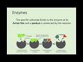 Enzymes and Protein Functions