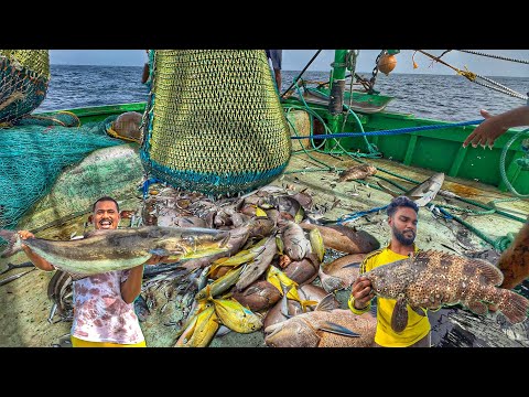GREAT FISHING DAY  ! Huge Kuruvalai & King Fish Catch 🔥| Big Trawl Day!
