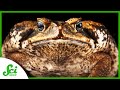 Cane Toads and ALS Communication