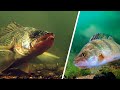 Fish Population Management in Minnesota