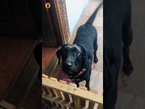 வித்யாசமா விபூதி😂 #shorts #dogshorts #vadivelucomedy