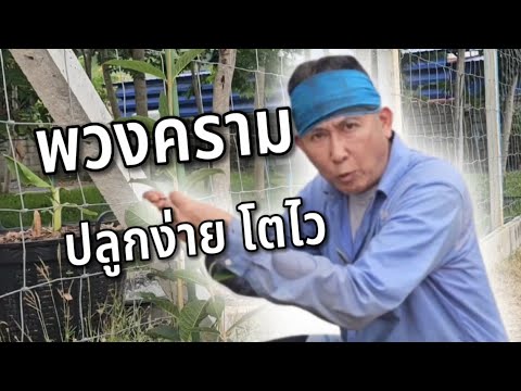 ปลูกพวงครามออสเตรเลีย ไม้ดอกทนแล้ง ออกดอกทั้งปี @ครูสวัสดิ์