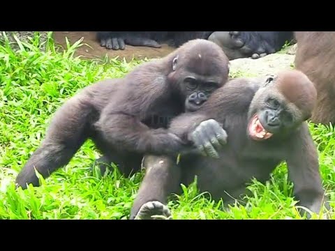 Endless Energy! Jabali and Ringo Wrestling and Rolling Nonstop!😆🤣兄弟精力旺盛，呷百二和林戈抱著翻滾玩不停！