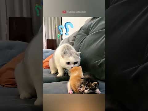 Cat Adopts Stray Kitten #animals #wildanimals #wildlife #rescue #love #cute #pets