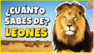 ✅¿Cuánto Sabes de "LEONES"?🦁 Test/Trivial/Quiz