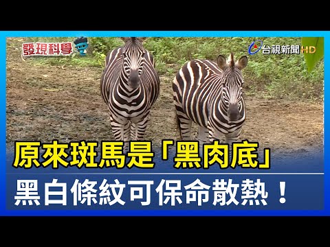 原來斑馬是「黑肉底」 黑白條紋可保命散熱！【發現科學】 - YouTube