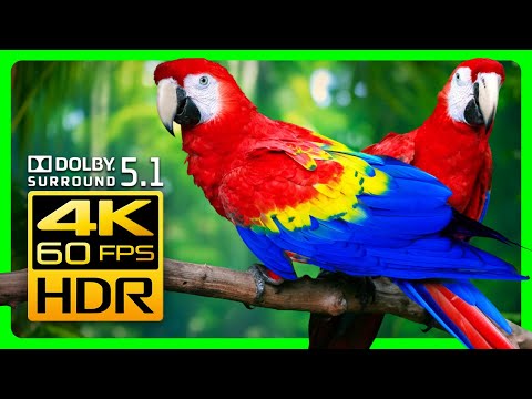 Mesmerizing Macaw Parrots in 4K HDR: Relax with Stunning Visuals & Surround Sound