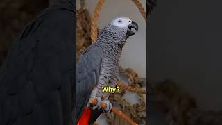“Purple Plak” 🦜