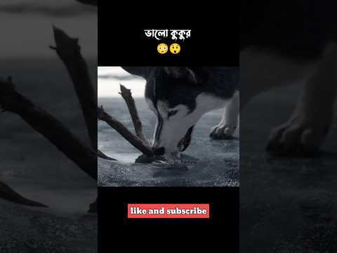 কুকুরের রাজত্ব 😲 #shorts #cartoon || Bong Cartoon
